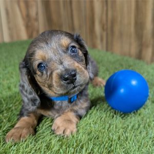 Dachshund-Bear-Birthday: 09/21/2026