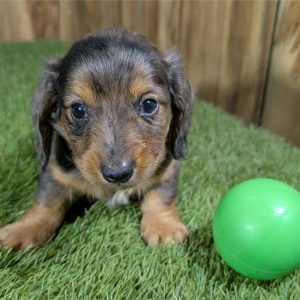 Dachshund-Kingston-Birthday: 09/21/2026