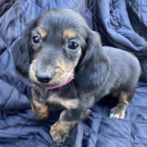 Dachshund-Peppa-Birthday: 08/28/2026