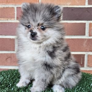 Pomeranian-Dusty-Birthday: 08/10/2026