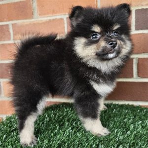 Pomeranian-Raven-Birthday: 08/10/2026